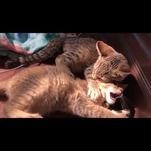 Meet your Posher, Brooklyn